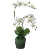 Orchidée blanche 3 tiges en motte 90cm