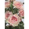 Rose Elisabeth rose en pot H32 cm