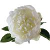 Pivoine blanche H 50cm