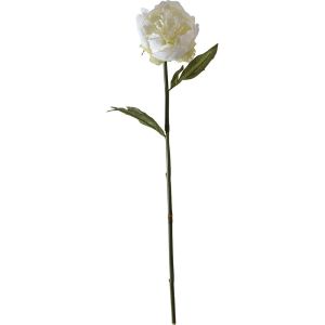 Pivoine blanche H 50cm